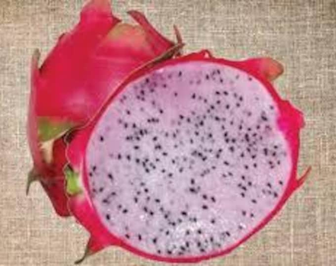 Dragon Fruit 'Delight' - 1  feet tall - ship in 6" pot