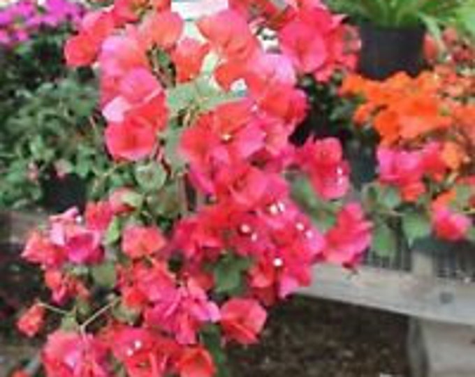 Bougainvillea  Red to Pink - 1 Plant - 1 to 2  Feet Tall - Ship in 6" Pot