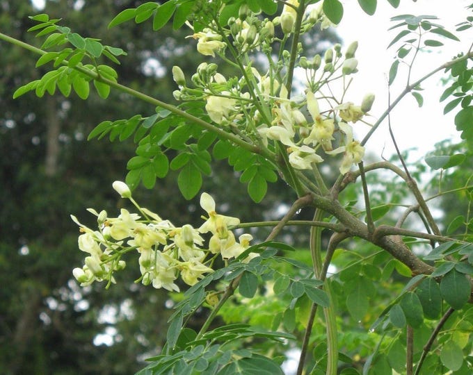 Moringa tree -  1  starter plant -6" tall - ship in 1 gal pot