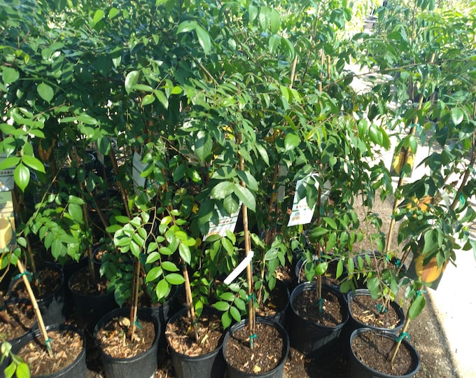 Carambola/star fruit tree - 3 gallon - 2 to 3 feet tall
