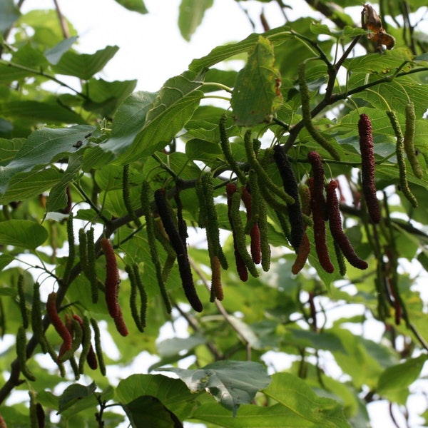 Pakistan Mulberry Fruit Trees -2 to 3 Feet Tall  -  Ship in  Pot