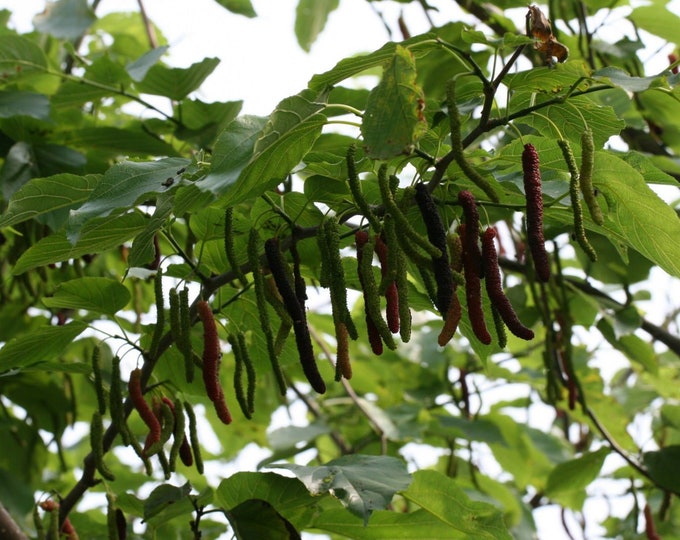 Pakistan Mulberry Fruit Trees -4 to 5 Feet Tall - Bigger Trunk -  Ship in 3 Gal Pot