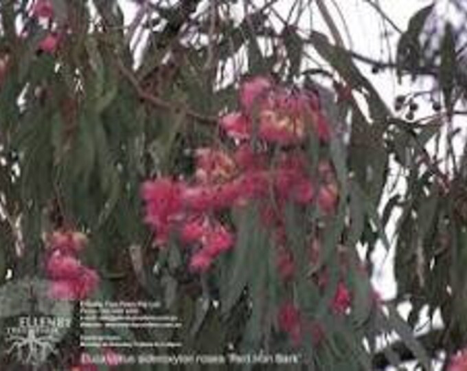 Eucalyptus sideroxylon rosea - Red Flowering Ironbark - 1  Plant -  3 Feet Tall - Ship in 3gal Pot