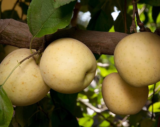Golden Delicious Apple -2 to 3  Feet Tall - Ship in 2gal Bag