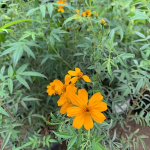 May include: A close-up of a potted plant with bright yellow flowers and green leaves. The plant is in a black plastic pot.