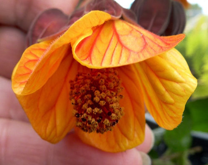 Abutilon megapotamicum 'Orange Hot Lava' - 1 Plant - 1 Feet Tall  - Ship in 6" Pot