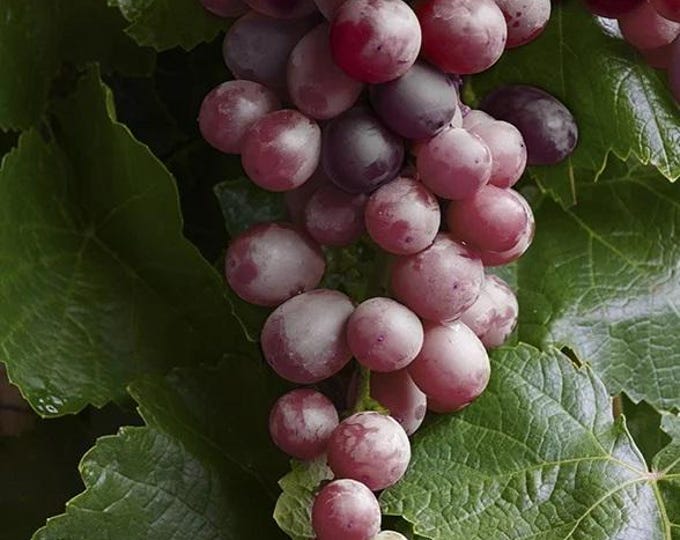Lollipop Grape -  1 plants - 1 feet fall -  ship in 6" pot