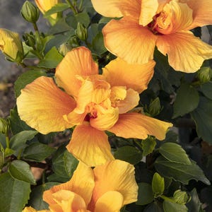 May include: Close-up of three vibrant orange hibiscus flowers in full bloom. The flowers have delicate petals and a yellow center. The flowers are surrounded by green leaves.