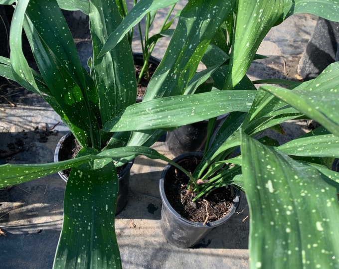 Aspidistra elatior ‘milky way’ live plant-ship in 6” pot