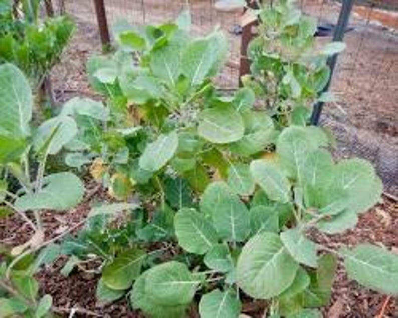 Peut inclure: Gros plan sur une plante verte feuillue avec de grandes feuilles rondes. La plante pousse dans un parterre de jardin avec de la terre brune et une cl&ocirc;ture m&eacute;tallique en arri&egrave;re-plan. Les feuilles ont des nervures pro&eacute;minentes.