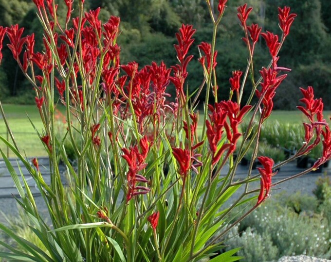 Kangaroo paw Red (anigozanthus)  ship in 6" pot