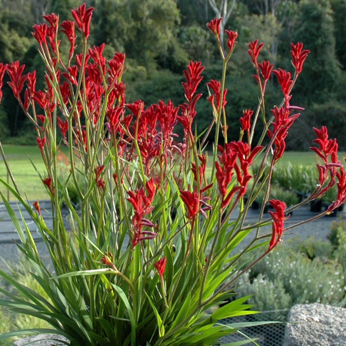 Kangaroo Paw Red anigozanthus Ship in 6 Pot Etsy