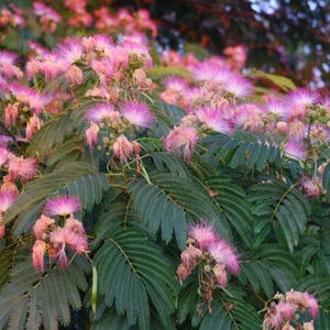 May include: A pink flowering tree with green leaves. The flowers are in bloom and have a fluffy texture.