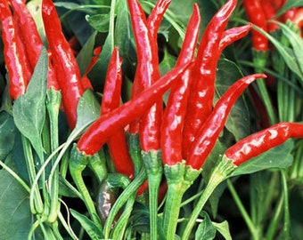 Thai Hot Pepper  - 1 Plants  4" to 1 Feet Tall - Ship in 3" Pot