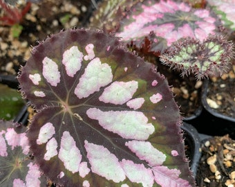 Begonia ‘plum paisley’ starter plant 4” pot