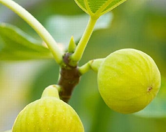 Desert King Fig - 1 Plants  - 1  feet Tall  - Ship in 6" Pot