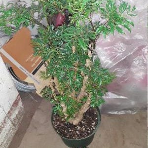 May include: A potted green plant with small, feathery leaves. The plant is in a dark green pot and has a thick, brown trunk. The background includes a cardboard box and a white wall.