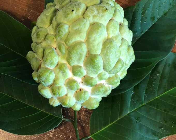 Fruit tree - atemoya priestly fruit tree - 2 feet tall