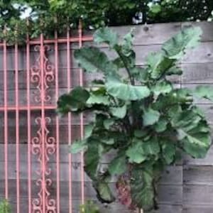 Peut inclure: Une plante grimpante aux grandes feuilles vertes poussant contre une cl&ocirc;ture en bois vieilli. Un treillis d&eacute;coratif en m&eacute;tal rose est mont&eacute; sur la cl&ocirc;ture, servant de support &agrave; la plante. La sc&egrave;ne est en ext&eacute;rieur, avec une lumi&egrave;re naturelle.