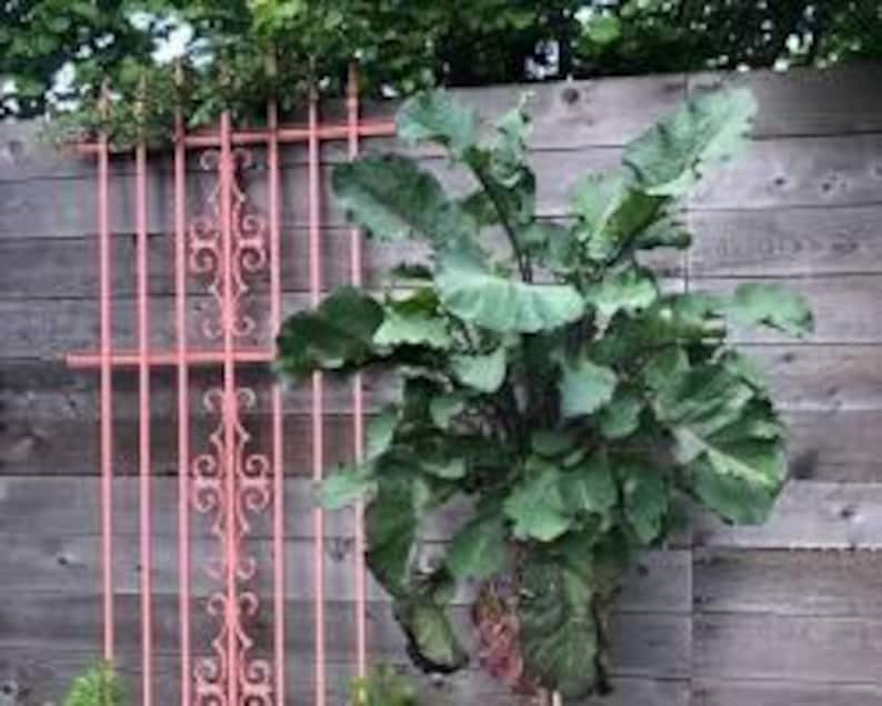 Peut inclure: Une plante grimpante aux grandes feuilles vertes poussant contre une cl&ocirc;ture en bois vieilli. Un treillis d&eacute;coratif en m&eacute;tal rose est mont&eacute; sur la cl&ocirc;ture, servant de support &agrave; la plante. La sc&egrave;ne est en ext&eacute;rieur, avec une lumi&egrave;re naturelle.