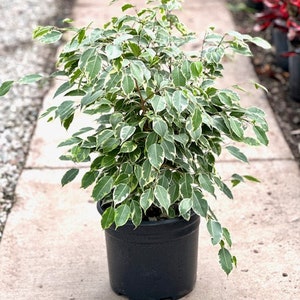 Ficus Benjamina Variegated, Bush, 2′ - Ship in 3gal Pot