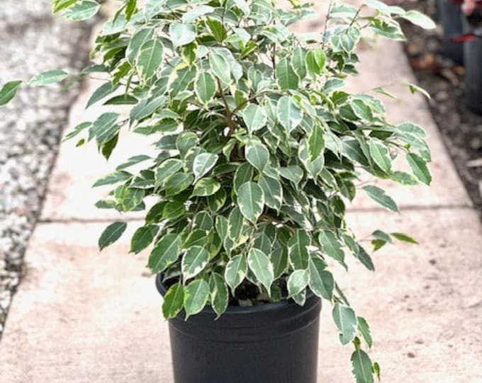 Ficus Benjamina Variegated, Bush, 2′ - Ship in 3gal Pot