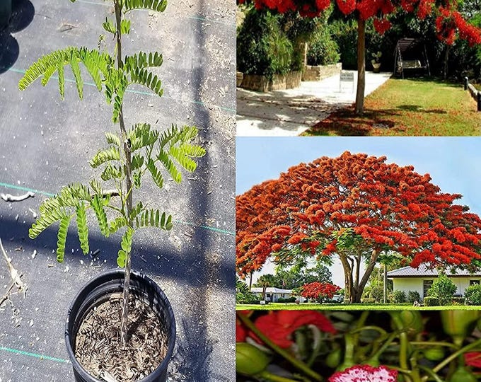 Cây phượng vĩ - flamboyant tree - delonix regia - 2 to 3 feet tall - ship in 3 gal pot