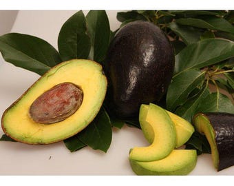 Oro Negron avocado tree- 1  feet tall - grafted tree - ship in 6" Pot