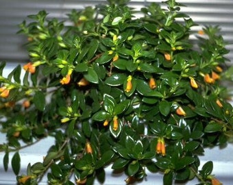 Gold Fish Plant  - 1 Plants  - 1 feet Long  - Ship in 6" Pot