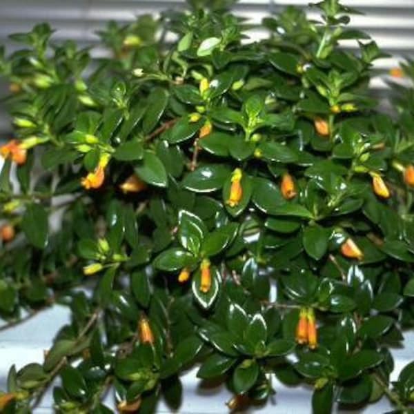 Gold Fish Plant  - 1 Plants  - 1 feet Long  - Ship in 6" Pot