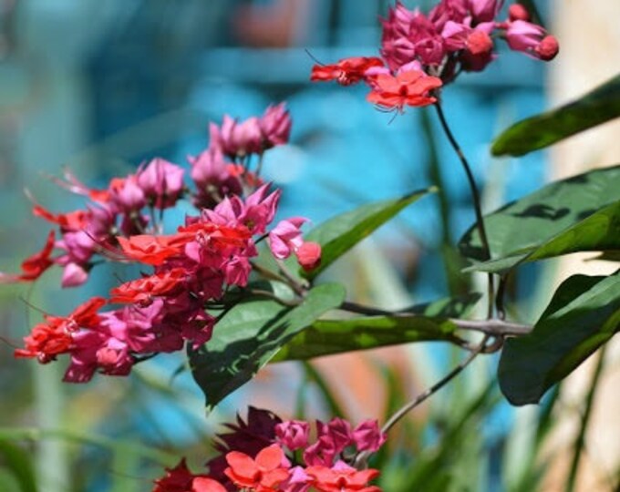 Pink Bleeding Heart Vine, Clerodendrum thomsoniae -  2 Feet Tall - Ship in 6" Pot