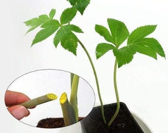 Ashitaba (angelica keiskei) 1 live plant ship in 6" pot