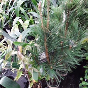 May include: A close-up of a potted pine tree with green needles. The tree is in a black plastic pot with a brown label. The tree is surrounded by other plants.
