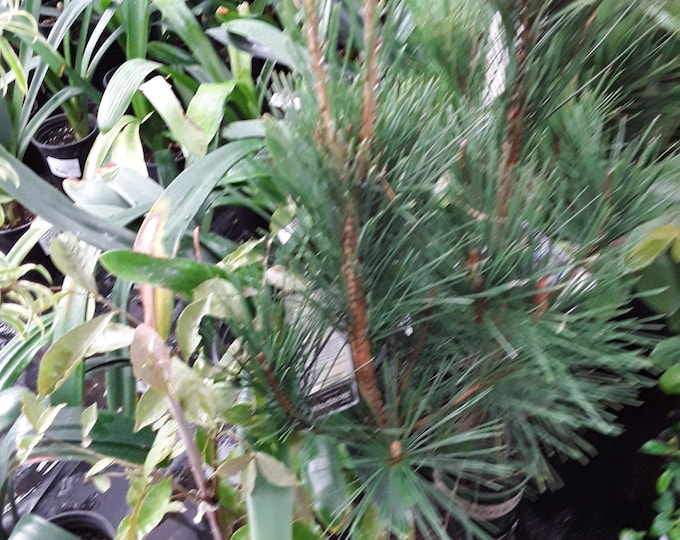 Japanese black pine -  2 to 3  feet tall  - ship in 3 gal pot