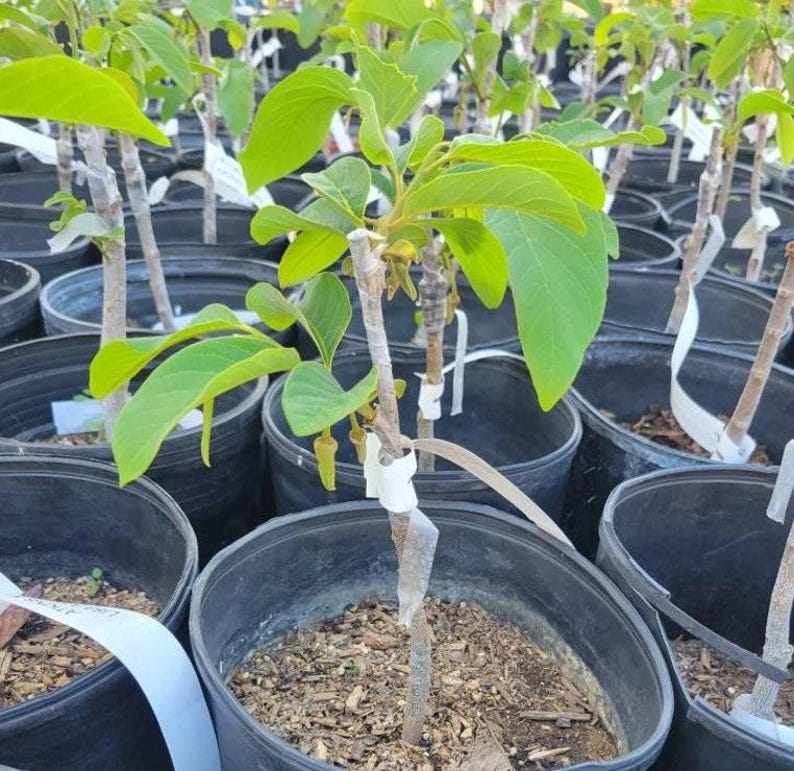 Ap Atemoya 1 Plant 1 Feet Tall Ship in 6 Pot Etsy