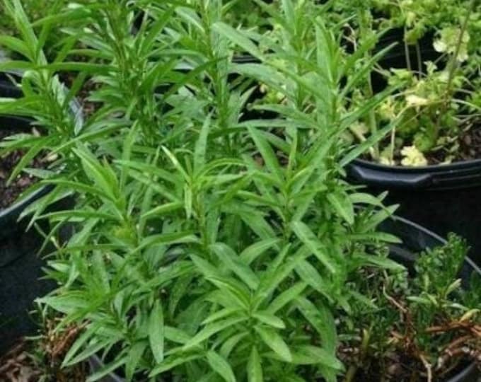 French Tarragon Plants - Artemisia dracunculus  - 1 Plants- 4" Tall - Ship in 3" Pot