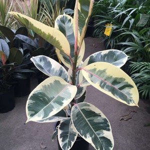 Ficus Tineke  - 1  Plant - 2 to 3  Feet Tall - Ship in 6" Pot