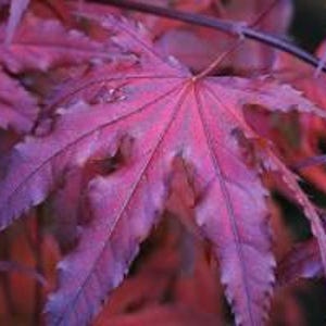 May include: Close-up of a vibrant, deep red Japanese maple leaf. The leaf displays intricate veining and a textured surface, with a gradient of colors from deep red to purple. The image highlights the natural beauty and detail of the leaf.