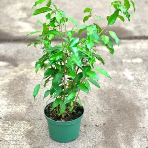 May include: A small, vibrant green plant in a teal-colored plastic pot. The plant has multiple stems with numerous small, glossy green leaves. The pot is filled with dark soil, and the plant is set against a neutral background.