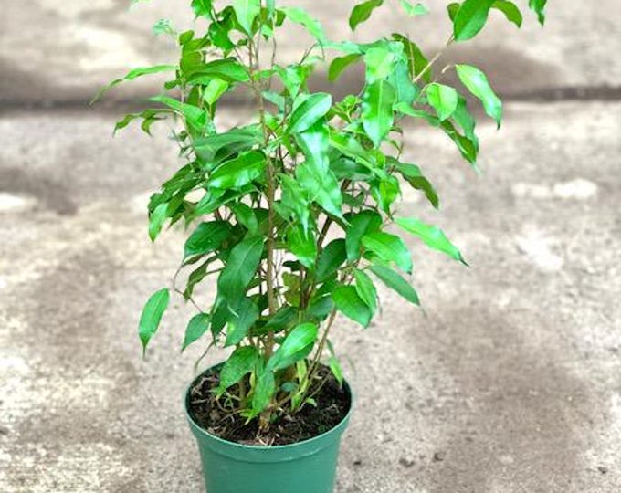 Ficus Benjamina Midnight - 1 plant - 1  feet tall - ship in 6" pot