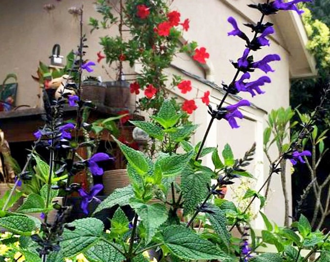 Salvia ‘Bodacious ‘Rhythm & Blues’ 1 live plant  ship in 6" pot