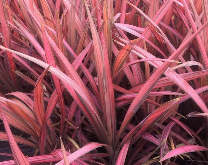 Cordyline Coral   ship in 6" pot