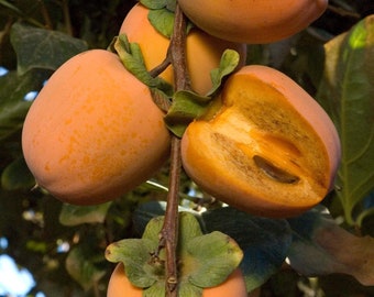 Chocolate Persimmon Tree - 2 to 3 Feet Tall - Grafted Tree - Ship in 3Gal pot