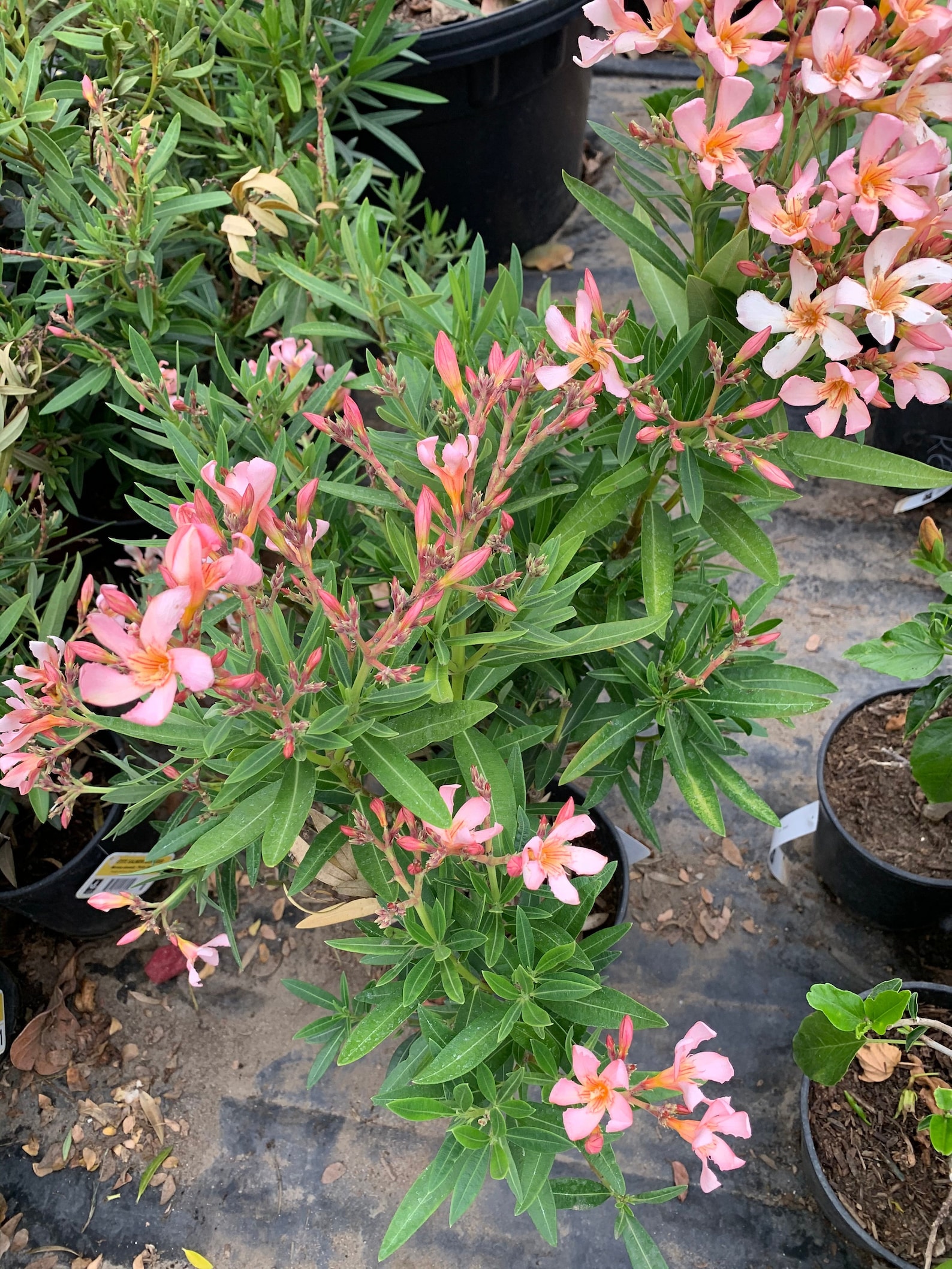 Nerium Oleander Petite Salmon 1 Live Plant Ship in 6 Pot Etsy