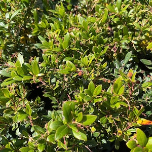 May include: Close-up of a vibrant green shrub with small, oval-shaped leaves. The plant has reddish-brown stems and tiny, reddish-brown berries. The leaves are a bright, healthy green, suggesting a thriving plant.
