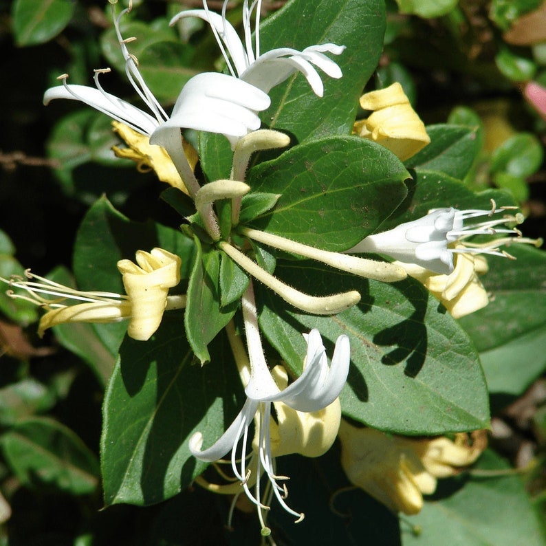 Hall's Japanese Honeysuckle 1 Feet Tall Lonicera japonica 'Halliana' 1 Plants 1 Feet Tall Ship in 1 Gal Pot image 1