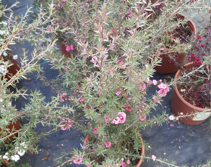 Pink Leptospermum scoparium - 1 Plants -  2 Feet Tall - Ship in 3 Gal Pot