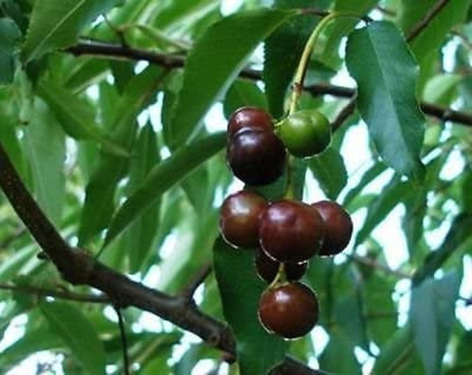 Capulin Cherry - 1 Plant - 2 Feet Tall - Ship in 3 Gal Pot