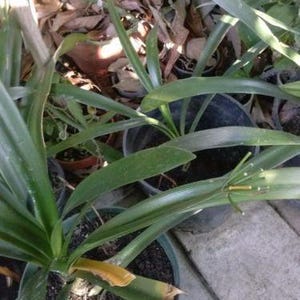 Clivia miniata &#39;solomone&#39; - yellow clivia - 1 plants - 1 to 2  feet fall -  ship in 1 gal pot