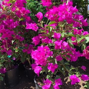 Purple bougainvillea 1 live plant 1 feet tall in 6" pot